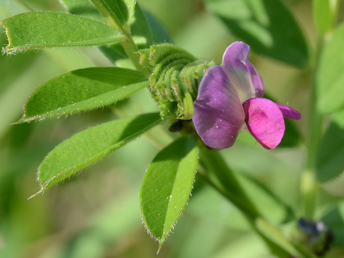 Blüte